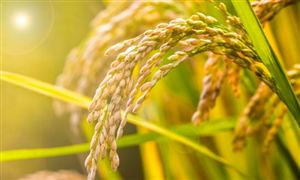 破碎机市场投资前景及需求分析(图7)