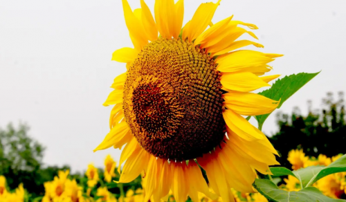 葵花籽油从采摘到餐桌_葵花籽油__亚商商品(图1)