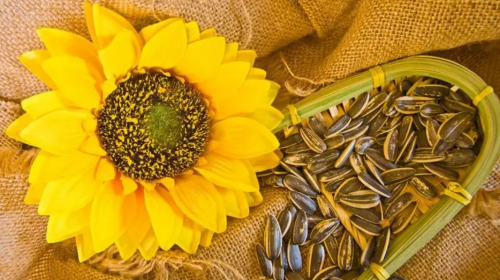 葵花籽油从采摘到餐桌_葵花籽油__亚商商品(图2)