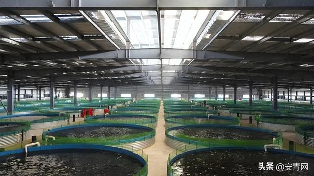 九毛九集团强化供应链建设打造高品质餐饮体验(图1)