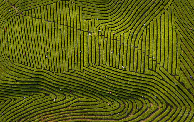 三杯香茶品牌感召力83852！列浙江省县市级茶叶地理标志品牌(图3)