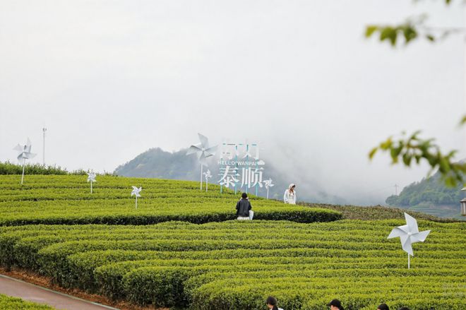 三杯香茶品牌感召力83852！列浙江省县市级茶叶地理标志品牌(图4)