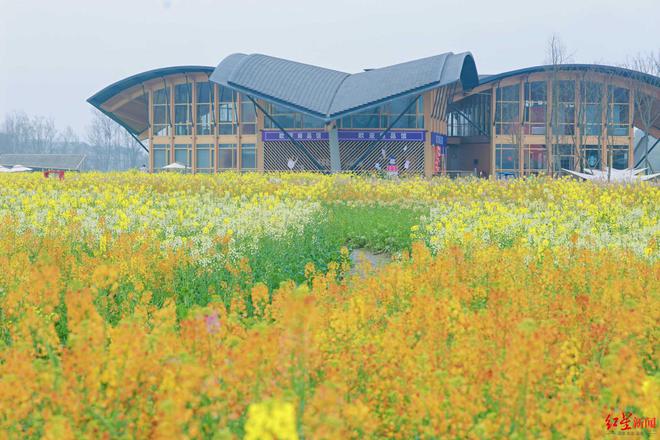 新津春糖季系列活动启动！花海里的精彩将持续整个三月(图3)