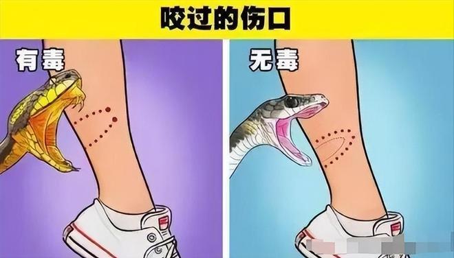游客蛇伤致死后续！医院迷惑操作家属接连发声已成立调查组(图21)