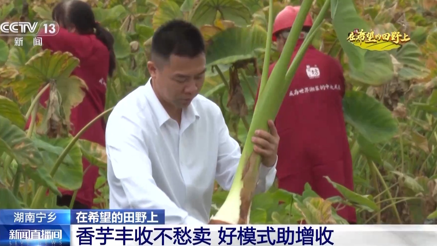 粮食住进“好房子”好模式助增收！各地保障秋收有“粮”方(图2)