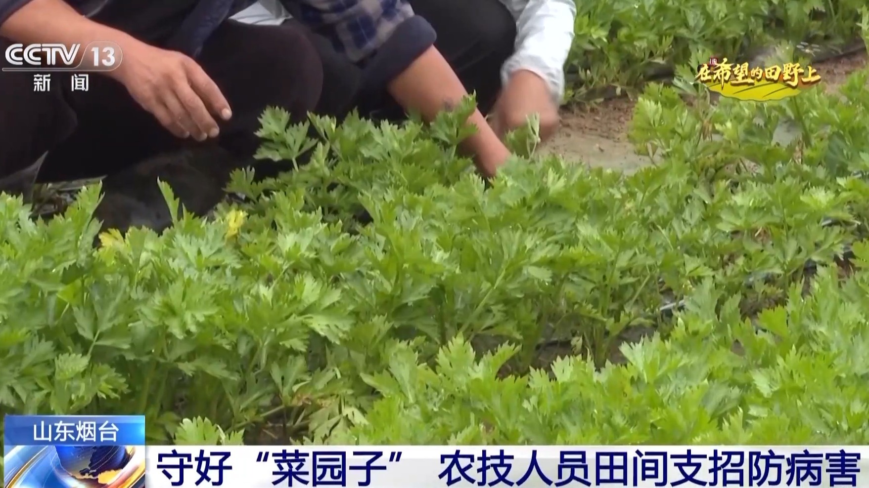 粮食住进“好房子”好模式助增收！各地保障秋收有“粮”方(图4)