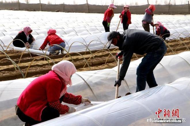 农田废弃物变实用建材甘肃民勤戈壁农业破解“白色污染”困局(图2)