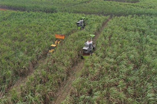 横州:甘蔗榨季开启“甜蜜事业”提质升级迎丰收(图2)